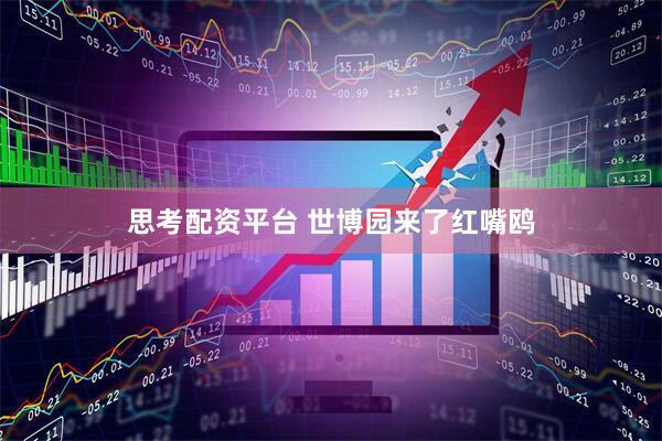 思考配资平台 世博园来了红嘴鸥